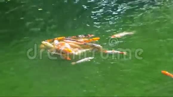 锦鲤鱼在池塘里游泳视频的预览图