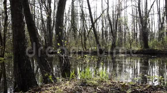 沼泽地多莉抓地力视频的预览图