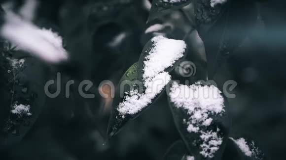 树上的第一场雪结霜的叶子近距离射击视频的预览图