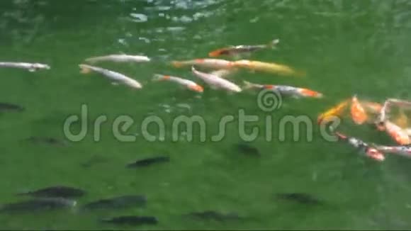 锦鲤鱼在池塘里游泳视频的预览图
