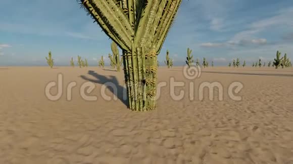 沙漠中的仙人掌西方风格视差地面狂野的自然绿色墨西哥沙漠美国的风景视频的预览图