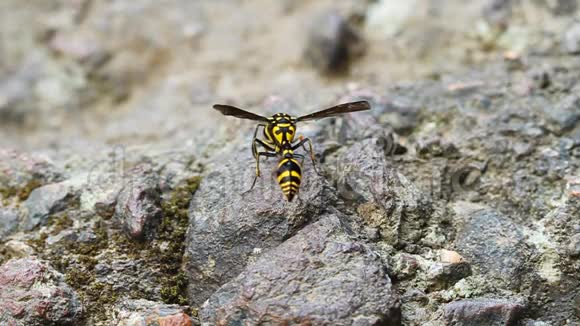 一只完美的黄蜂爬行动物栖息在石头上视频的预览图
