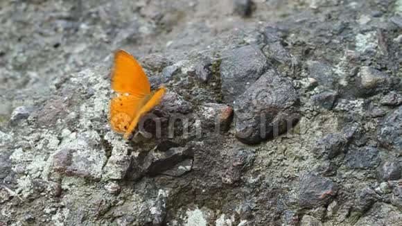 一只普通的豹蝶在石头上休息视频的预览图