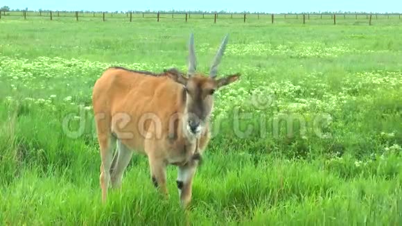雌鹿站在草地上的草原上视频的预览图