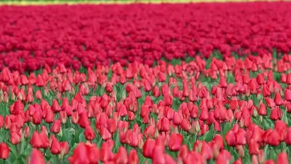 春天盛开的红色郁金香花田视频的预览图