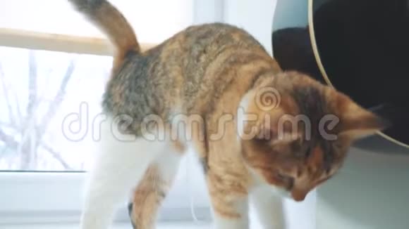 猫试图从窗台上爬下来慢动作视频三色猫宠物概念猫正坐在上面视频的预览图
