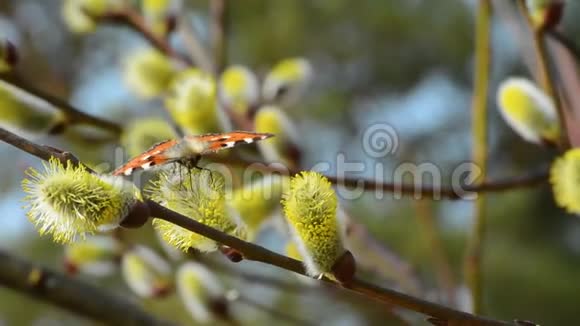 在阳光明媚的天气里蝴蝶和蜜蜂在春花上采蜜视频的预览图