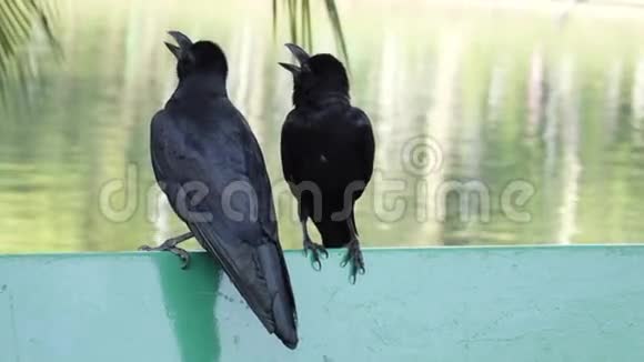 两只黑乌鸦坐在一起视频的预览图