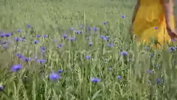 手摸蓝花植物视频的预览图