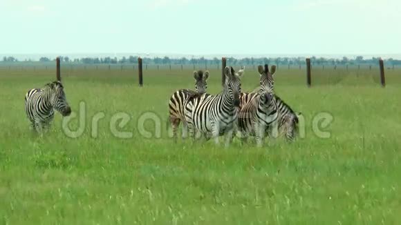 一群斑马在草地上吃青草视频的预览图