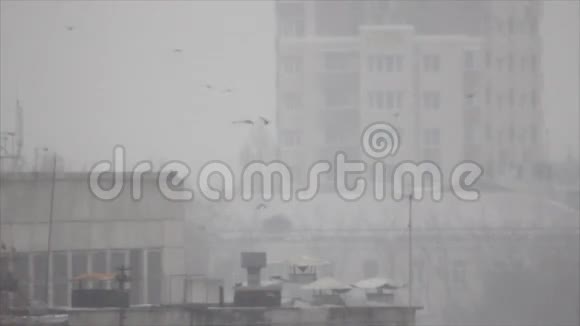 鸟在雾中在建筑物之间飞行视频的预览图