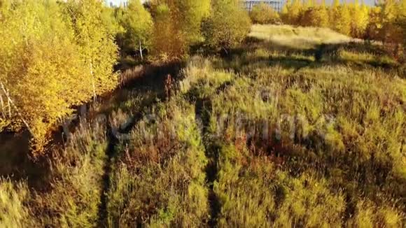 俄罗斯郊区的秋林视频的预览图