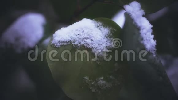 树上的第一场雪结霜的叶子关闭录像视频的预览图