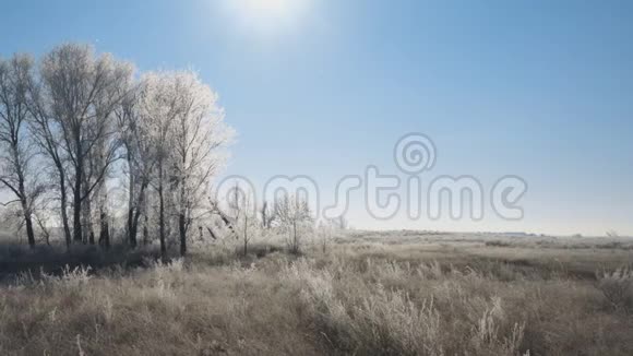 阳光覆盖着草地灌木丛和覆盖着霜冻的树木美丽的冬季景观视频的预览图