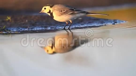 小鸟喝水看到它的倒影视频的预览图