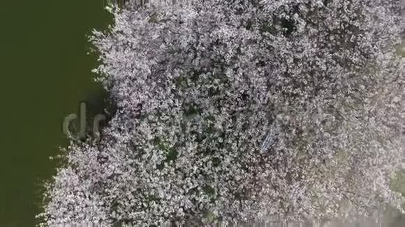 樱花树与湖泊视频的预览图