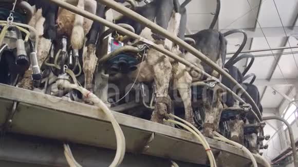 奶牛场里的旋转挤奶厅挤奶时的奶牛视频的预览图