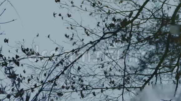 雨水在池塘中的树倒影视频的预览图