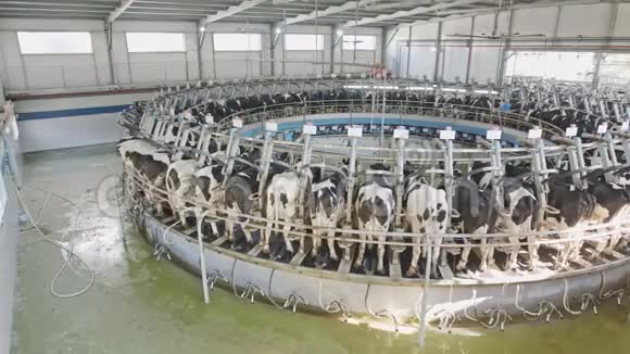 奶牛场里的旋转挤奶厅挤奶时的奶牛视频的预览图