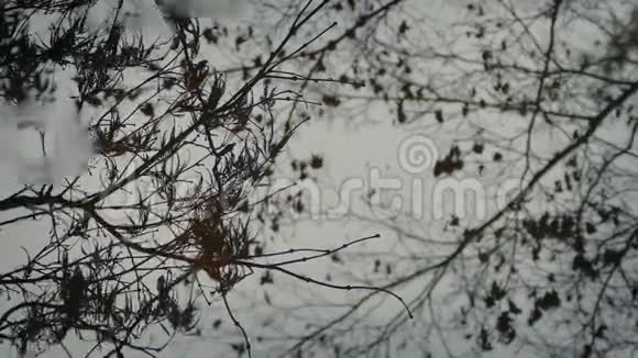 雨滴使涟漪在森林倒影上视频的预览图