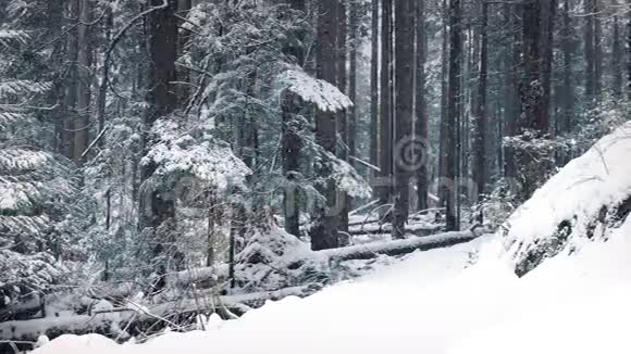 在降雪中移动过去的森林小径视频的预览图