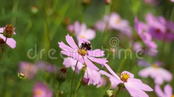蜜蜂在风中收集粉红色花朵的花粉视频的预览图