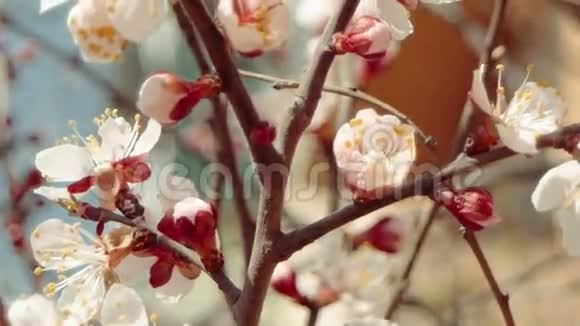 开花苹果树的枝开着白色的花和半开的芽视频的预览图