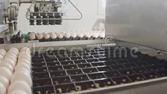 在养鸡场用机器分拣新鲜鸡蛋视频的预览图
