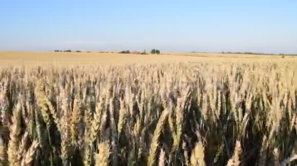 夏季景观全景玉米田录音片段鸟和蟋蟀的声音视频的预览图