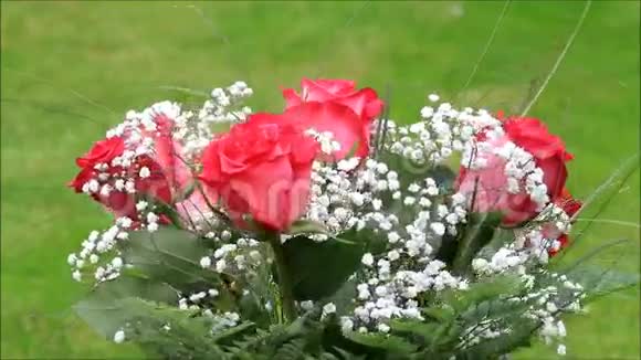 红色玫瑰花束白色果蝇视频的预览图