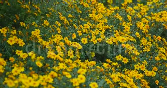 花园路上盛开着五颜六色的野花的田野视频的预览图