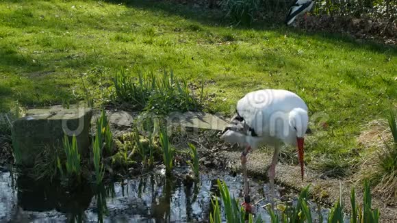 一只白鹳站在池塘上视频的预览图