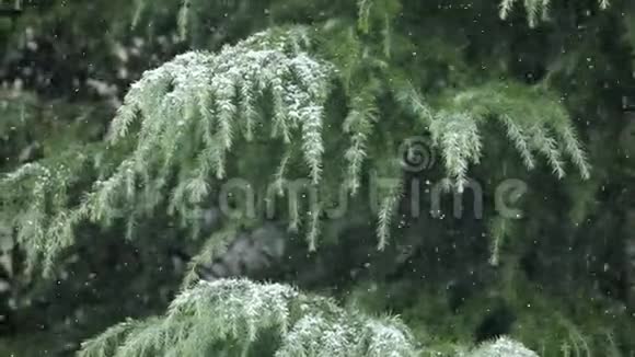 寒冷冬天雪松树视频的预览图