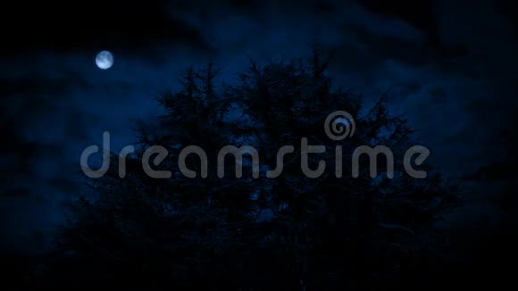 暴风雨之夜月亮下的恐怖树视频的预览图