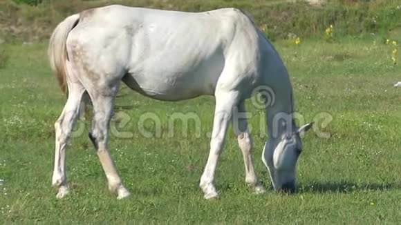 一匹优雅的白马在阳光明媚的斯隆莫的草地上放牧视频的预览图