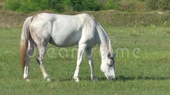 一匹优雅的白马在阳光明媚的斯隆莫的草地上放牧视频的预览图