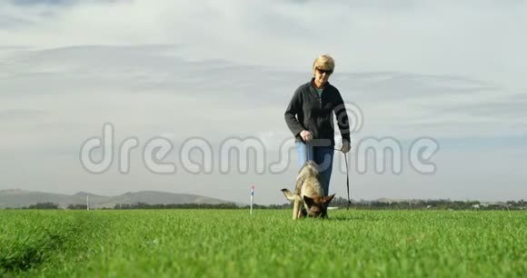 在农场里和主人一起散步的牧羊犬视频的预览图