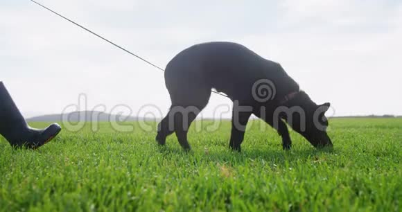 在农场里和主人一起散步的牧羊犬视频的预览图