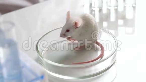 用于生物试验的实验小鼠视频的预览图