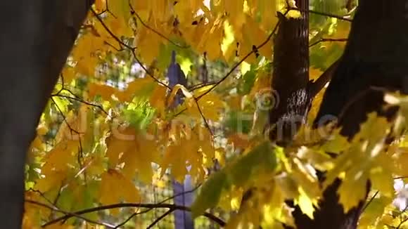 阳光明媚的秋天绿色和黄色枫树叶子的潘视频视频的预览图