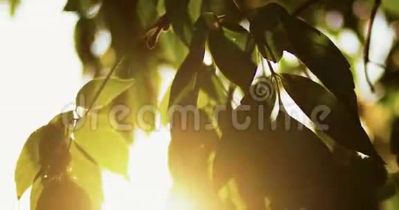 新鲜清脆的绿色椭圆形树叶背光在天空前与太阳耀斑自然背景视频的预览图