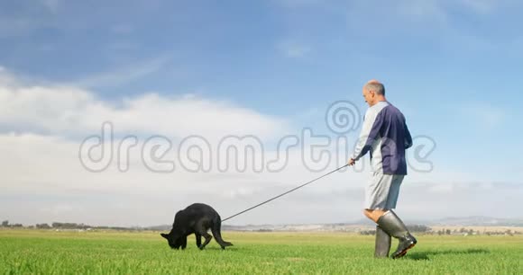 在农场里和主人一起散步的牧羊犬视频的预览图