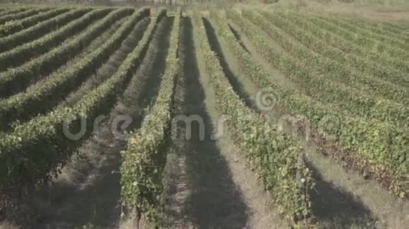 意大利的葡萄园视频的预览图