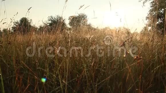 日出时长满露水的高草黎明时分有露水的干草视频的预览图