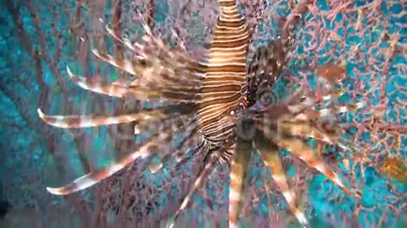 大猩猩珊瑚上的狮子鱼视频的预览图