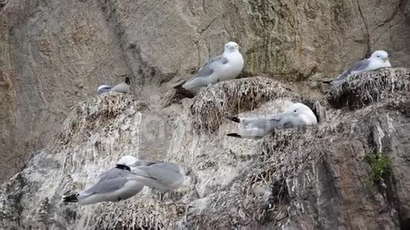夏季在悬崖边筑巢的黑腿小猫尾鸟视频的预览图