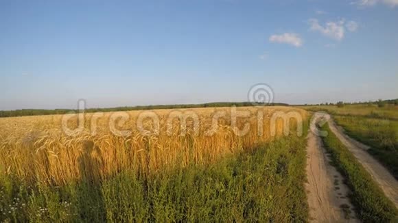 田间有小麦和地面道路视频的预览图