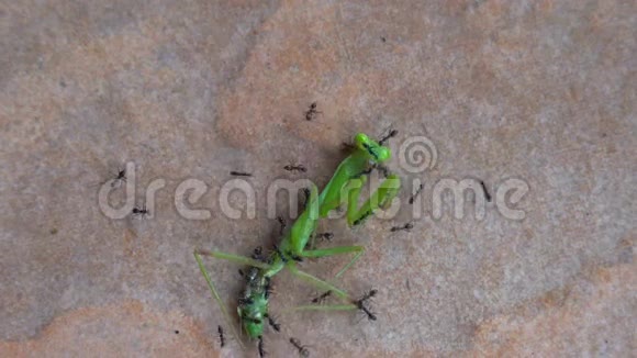 蚂蚁攻击并吃绿色的蚱蜢视频的预览图