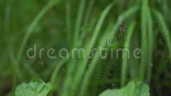小溪边的蜘蛛网浅焦视频的预览图