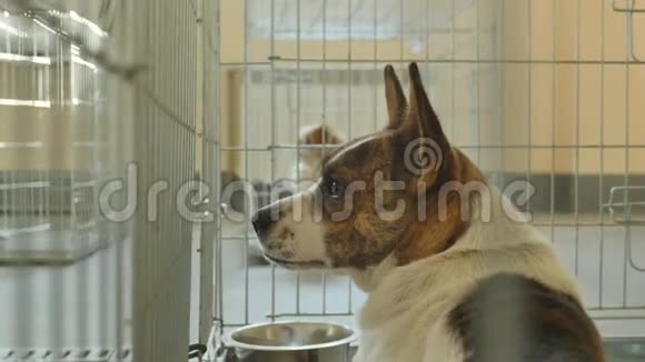 可怜的狗被关在笼子里视频的预览图
